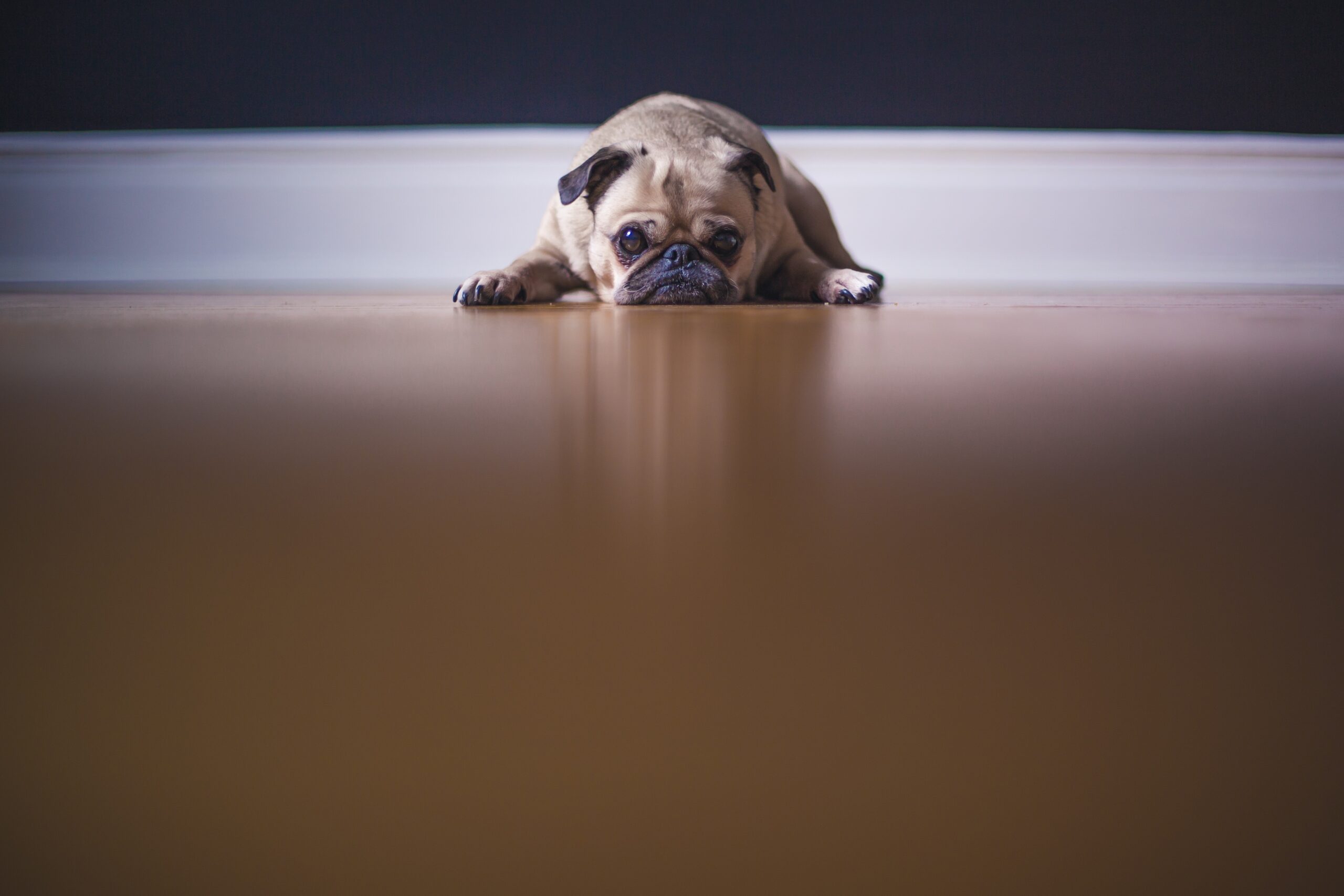 Un petit carlin est couché à plat sur un plancher en bois, la tête reposant entre ses pattes, regardant vers l'avant avec une expression triste ou fatiguée - airbnb commentaire negatif