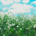 A field of small white wildflowers in soft focus, with green stems and leaves, under a bright blue sky with fluffy white clouds - allergen-free airbnb