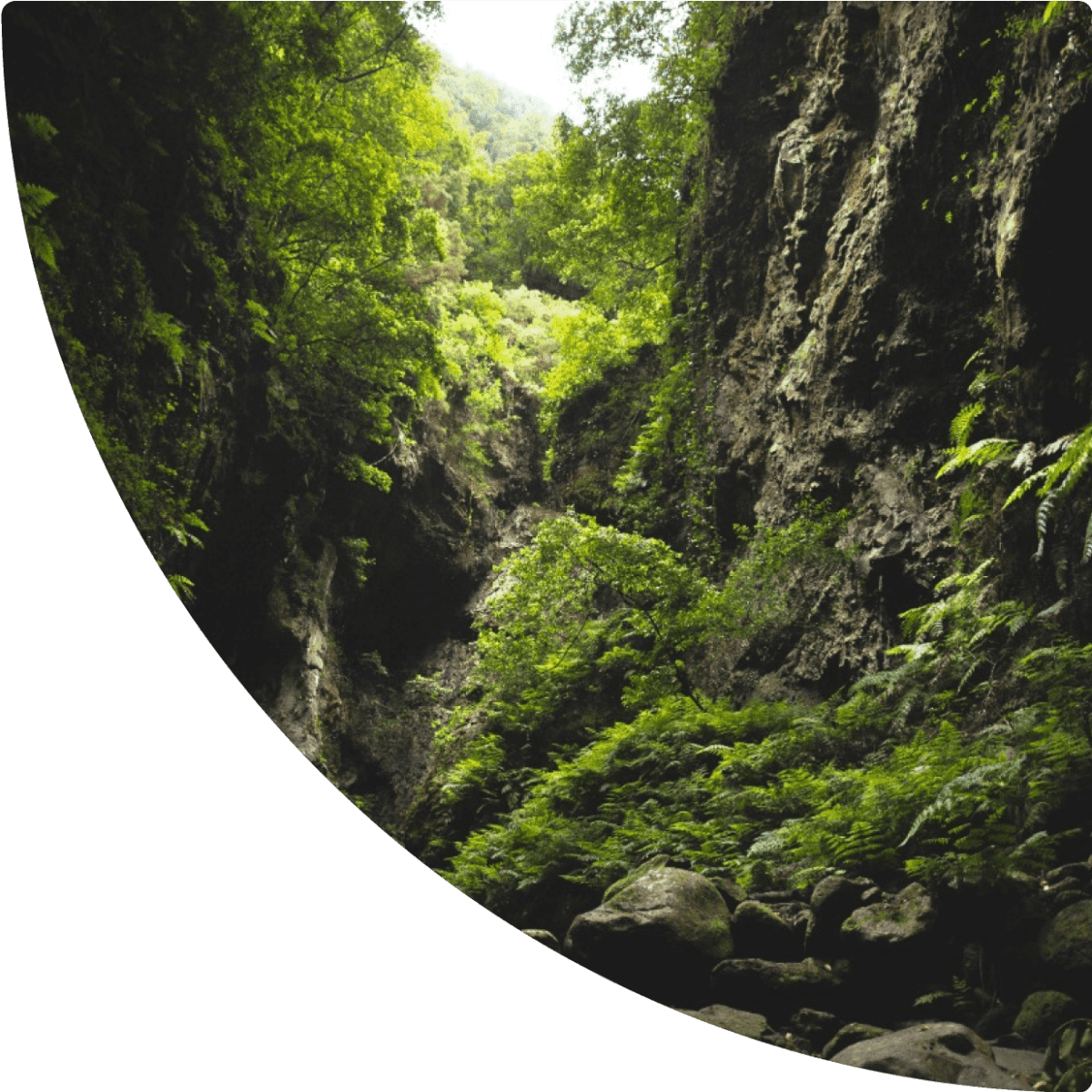 a rocky cliff with trees and plants