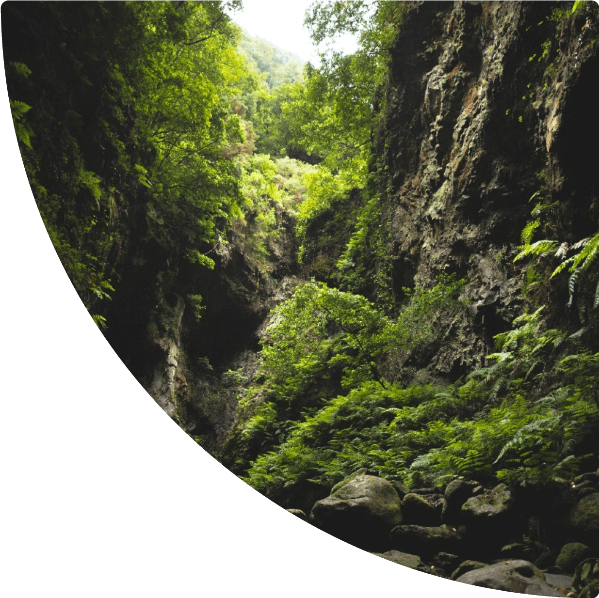 a rocky cliff with trees and plants